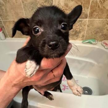 Vinegar -  Mixed Breed Dog for Adoption in Fredericksburg, Virginia - Vinegar | PetCurious