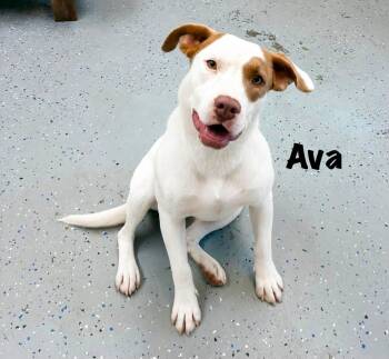 Ava -  Terrier Dog for Adoption in Senatobia, Mississippi - Ava | PetCurious