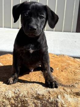 Labrador Retriever Dogs Available for Adoption - Pongo | PetCurious