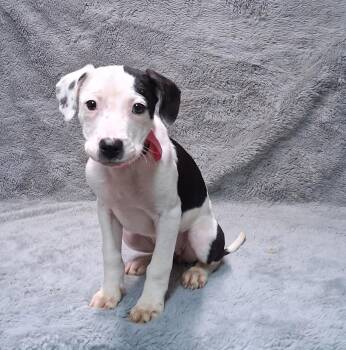 Labrador Retriever Dogs Available for Adoption - Teagan | PetCurious