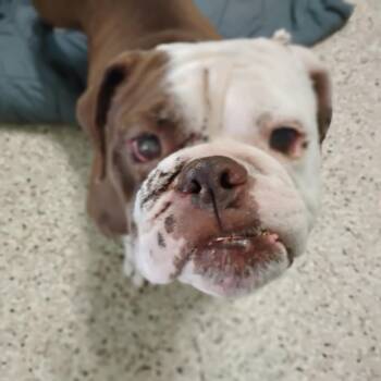 Snaggle 7825 -  English Bulldog Dog for Adoption in Loxahatchee Groves, Florida - Snaggle 7825 | PetCurious