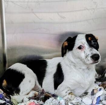 CARMELLA -  Parson Russell Terrier and Mixed Breed Dog for Adoption in St. Louis, Missouri - CARMELLA | PetCurious