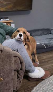 Rescue Beagle and Bloodhound Dogs for Adoption in Byron, Illinois - Reese’s | PetCurious