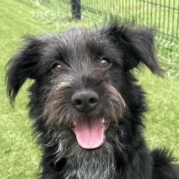 Rizzo -  Terrier Dog for Adoption in Auburn, Nebraska - Rizzo | PetCurious