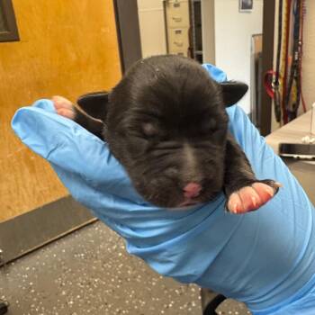 November -  Mixed Breed Dog for Adoption in Columbiana, Alabama - November | PetCurious