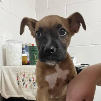 Diane From Accounting -  Boxer and Labrador Retriever Dog for Adoption in Birmingham, Alabama - Diane From Accounting | PetCurious