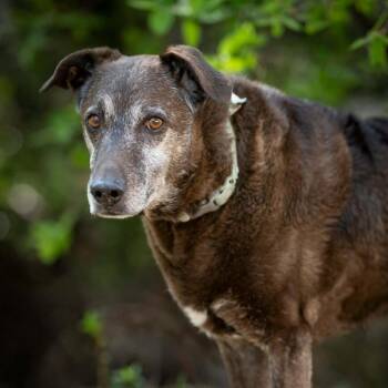 Blackey VI -  Black Labrador Retriever and Mixed Breed Dog for Adoption in Austin, Texas - Blackey VI | PetCurious