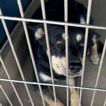 Shelly -  Labrador Retriever Dog for Adoption in Kingman, Arizona - Shelly | PetCurious