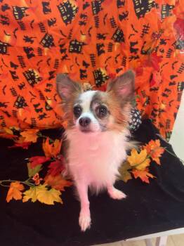 Bernie -  Chihuahua Dog for Adoption in Upper Sandusky, Ohio - Bernie | PetCurious