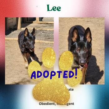 Lee -  German Shepherd Dog Dog for Adoption in Baltimore, Maryland - Lee | PetCurious