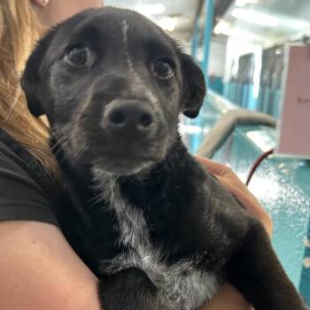 Val - Butler Campus -  Australian Shepherd Dog for Adoption in Flagstaff, Arizona - Val - Butler Campus | PetCurious