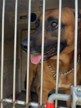 HANK -  German Shepherd Dog and Mixed Breed Dog for Adoption in Indianapolis, Indiana - HANK | PetCurious