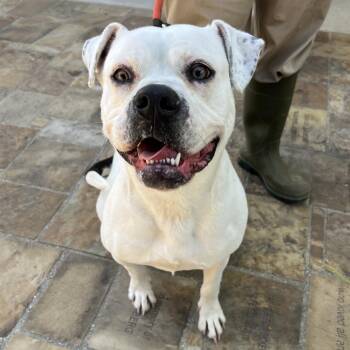 Boxer Dogs Available for Adoption in Ojai, California - Poppy | PetCurious