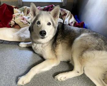 Siberian Husky Dogs Available for Adoption in Tustin, California - FROST | PetCurious