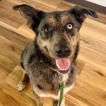 Nancy -  Mixed Breed Dog for Adoption in Saint Joseph, Missouri - Nancy | PetCurious