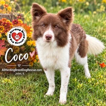 Coco -  Border Collie Dog for Adoption in Joliet, Illinois - Coco | PetCurious