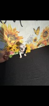 Chihuahua Dogs Available for Adoption in Cottonwood, California - Kai  | PetCurious