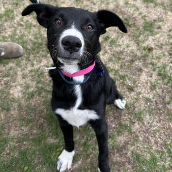 Border Collie and Mixed Breed Dogs Available for Adoption in Parker, Colorado - 637 (2026) Zuni | PetCurious
