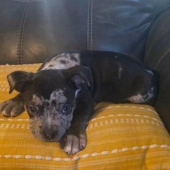 Goob -  Pit Bull Terrier Dog for Adoption in Jackson, Missouri - Goob | PetCurious
