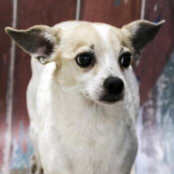 Chico -  Chihuahua Dog for Adoption in Casa Grande, Arizona - Chico | PetCurious
