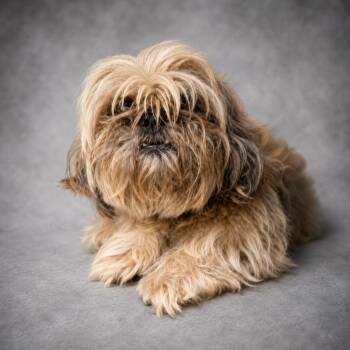 Milton -  Shih Tzu Dog for Adoption in Hardeeville, South Carolina - Milton | PetCurious