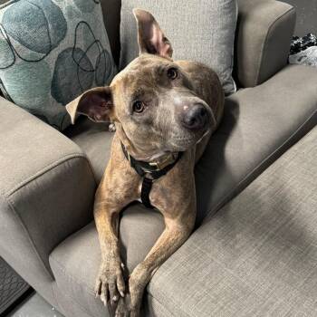 Rescue Mixed Breed Dogs for Adoption in Myrtle Beach, South Carolina - Rizzo | PetCurious