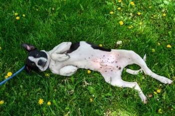 Pit Bull Terrier and Boxer Dogs Available for Adoption in Yakima, Washington - Dice | PetCurious