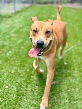 Louie - 1 -  Black Mouth Cur and Mixed Breed Dog for Adoption in Daytona Beach, Florida - Louie - 1 | PetCurious