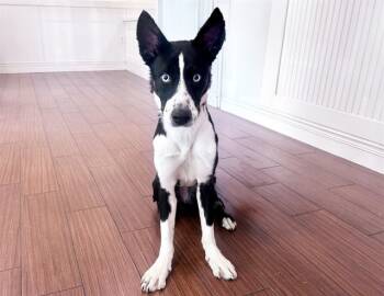 Rescue Border Collie and Mixed Breed Dogs for Adoption in Fort Lauderdale, Florida - STRAY NOT AVAILABLE | PetCurious