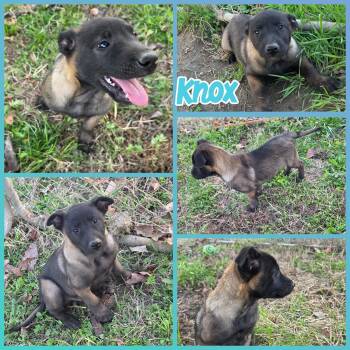 Belgian Shepherd Malinois and German Shepherd Dog Dogs Available for Adoption - Knox | PetCurious