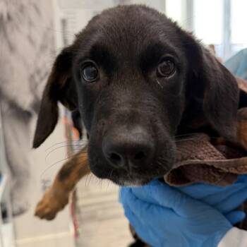 Wuhu -  Labrador Retriever and Shepherd Dog for Adoption in Los Angeles, California - Wuhu | PetCurious