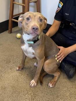 Serena -  Pit Bull Terrier Dog for Adoption in Cleveland, Ohio - Serena | PetCurious
