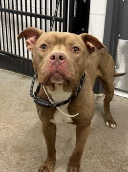 Bronco -  Pit Bull Terrier Dog for Adoption in Cleveland, Ohio - Bronco | PetCurious