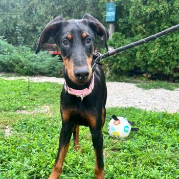 Buttercup -  Doberman Pinscher Dog for Adoption in Riverwoods, Illinois - Buttercup | PetCurious