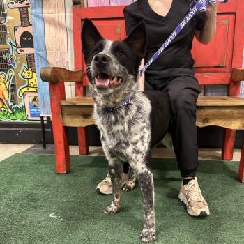 Australian Cattle Dog Blue Heeler Dogs Available for Adoption in Midland, Texas - FWT Rabbit | PetCurious