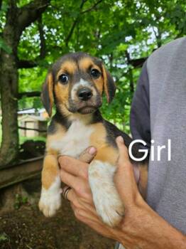 CARLEY -  Beagle and Australian Cattle Dog Blue Heeler Dog for Adoption in Newaygo, Michigan - CARLEY | PetCurious
