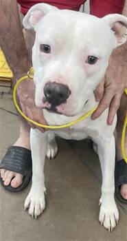 Mixed Breed Dogs Available for Adoption in Dallas, Texas - IGLOO | PetCurious