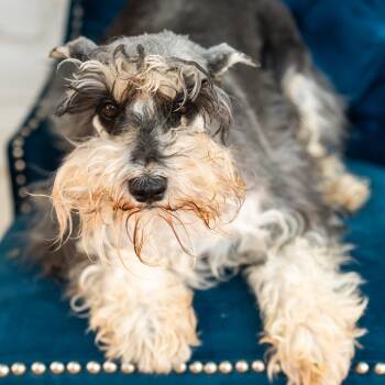 Miniature Schnauzer Dogs Available for Adoption in Zionsville, Indiana - Noel | PetCurious