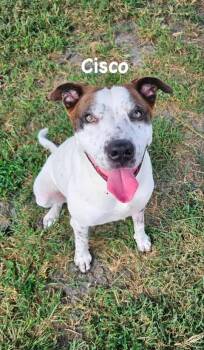 Cisco -  Catahoula Leopard Dog Dog for Adoption in Port Lavaca, Texas - Cisco | PetCurious