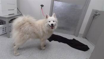 American Eskimo Dog and Mixed Breed Dogs Available for Adoption in Pasadena, Texas - LOBO | PetCurious