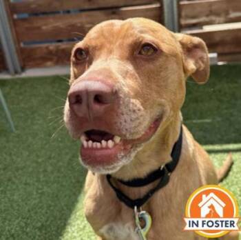 Labrador Retriever and Mixed Breed Dogs Available for Adoption in Merriam, Kansas - Luca | PetCurious