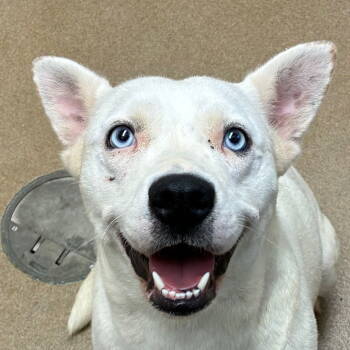 Rescue White German Shepherd and Feist Dogs for Adoption in Rockaway, New Jersey - Whitnee GCH | PetCurious