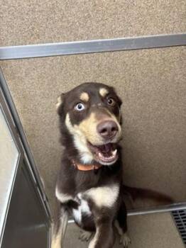 Siberian Husky and Mixed Breed Dogs Available for Adoption - Charlie | PetCurious