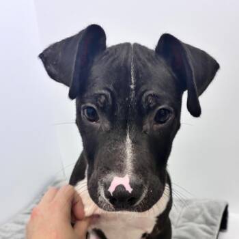 Nero -  Pit Bull Terrier Dog for Adoption in Dayton, Ohio - Nero | PetCurious