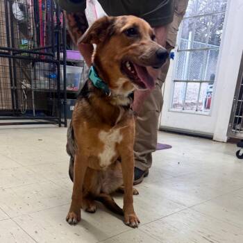 Catahoula Leopard Dog Dogs Available for Adoption - Raspberry | PetCurious