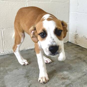 Countess 4420 -  Mixed Breed Dog for Adoption in Loxahatchee Groves, Florida - Countess 4420 | PetCurious
