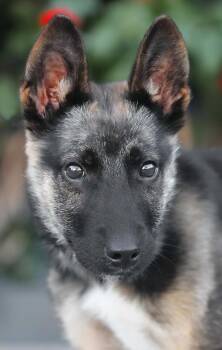 German Shepherd Dog Dogs Available for Adoption - *Ace Von Auleben | PetCurious