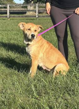 Nyla -  Labrador Retriever and Chow Chow Dog Available for Adoption in Chesapeake City, Maryland - Nyla | PetCurious