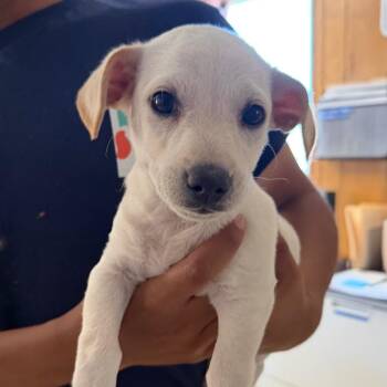 Leroy -  Mixed Breed and None Dog Available for Adoption in San Pablo, California - Leroy | PetCurious