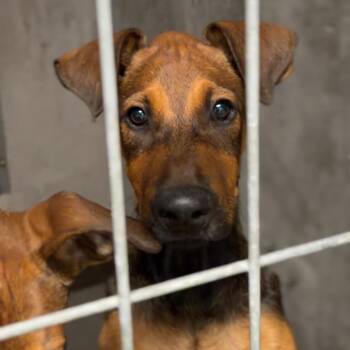 Brownie A848367 -  Shepherd Dog for Adoption in Los Angeles, California - Brownie A848367 | PetCurious